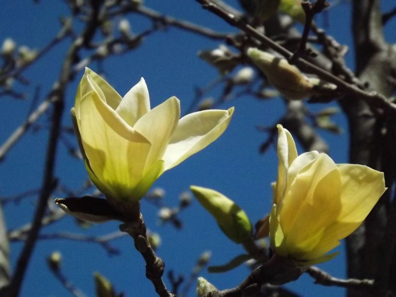 Magnolia 'Golden Gift' - Golden Gift magnolia