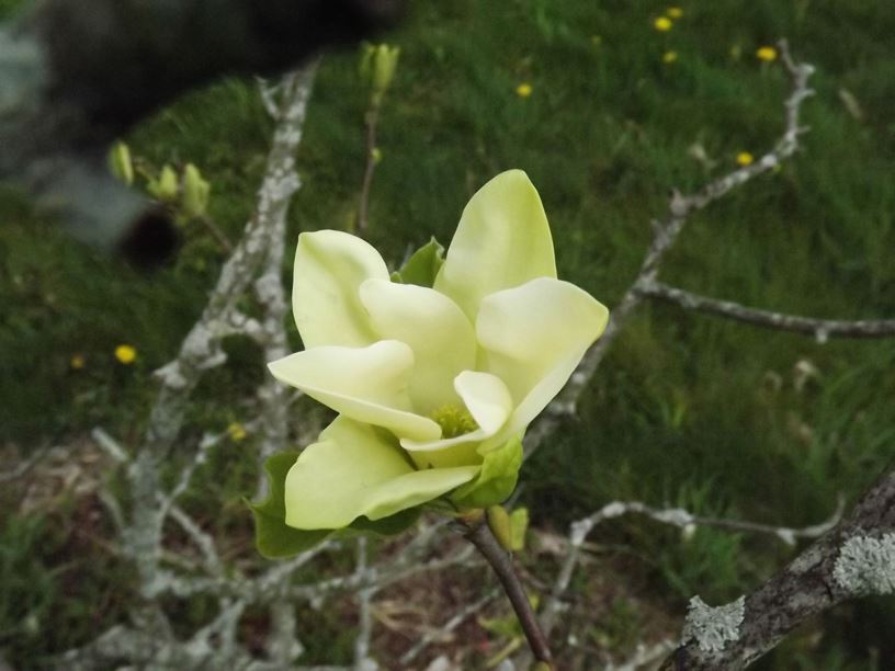 Magnolia 'Golden Endeavor' - Golden Endeavor magnolia