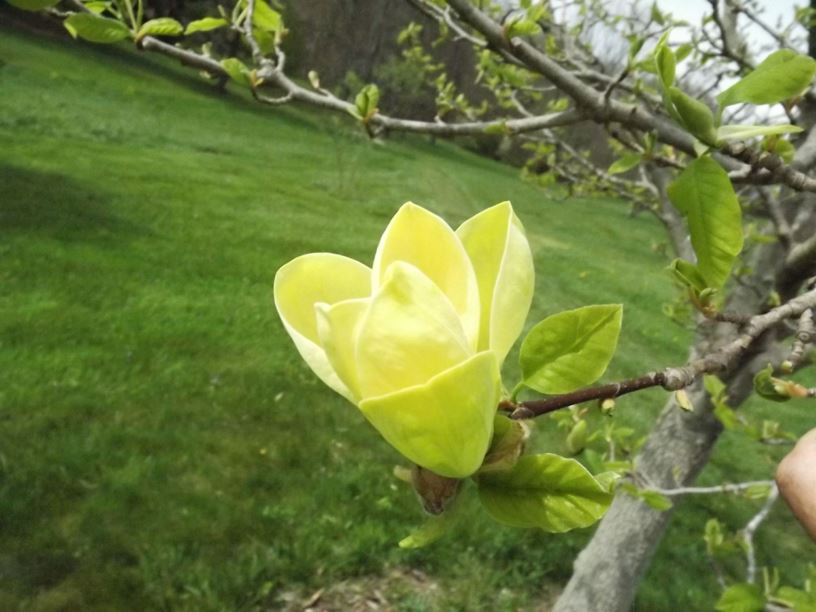 Magnolia 'Yellow Bird' - Yellow Bird magnolia