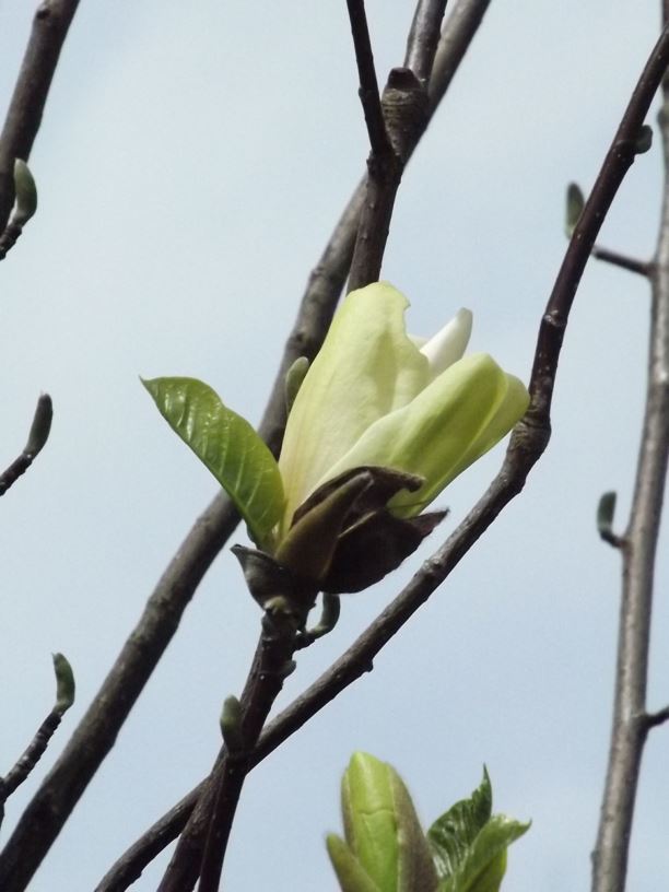 Magnolia 'Sun Spire' - Sun Spire magnolia