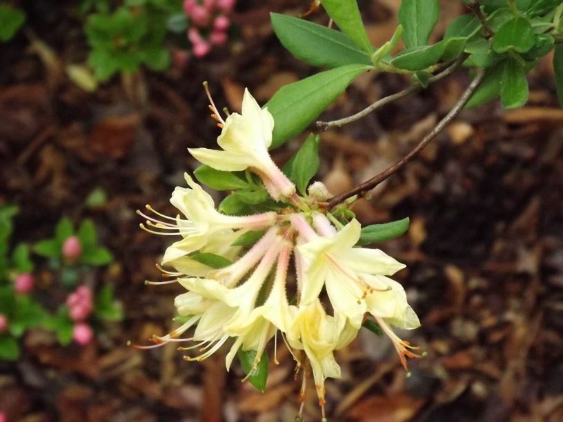 Rhododendron austrinum - Florida azalea, orange azalea, Florida flame ...