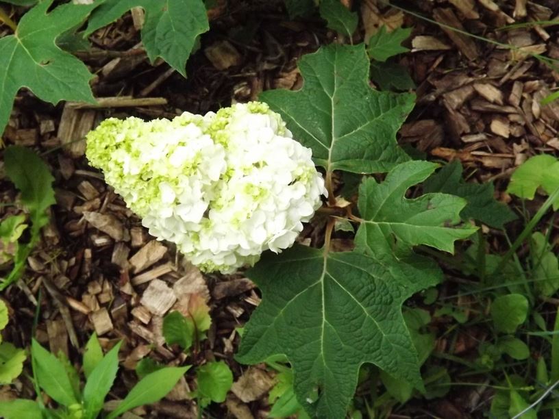 Hydrangea quercifolia (Vaughn's Lillie) Vaughn's Lillie® - Vaughn's Lillie® oakleaf hydrangea