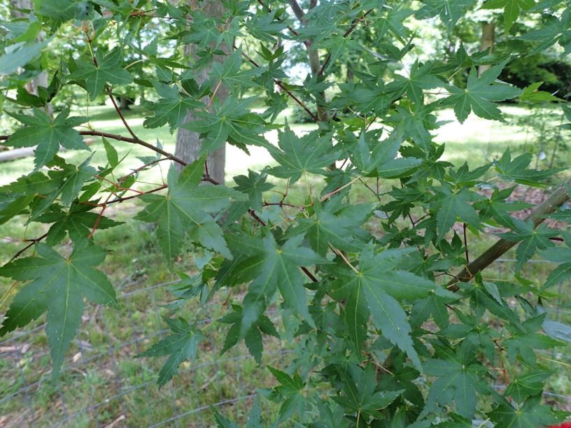Acer pubipalmatum - maple (no established common name)