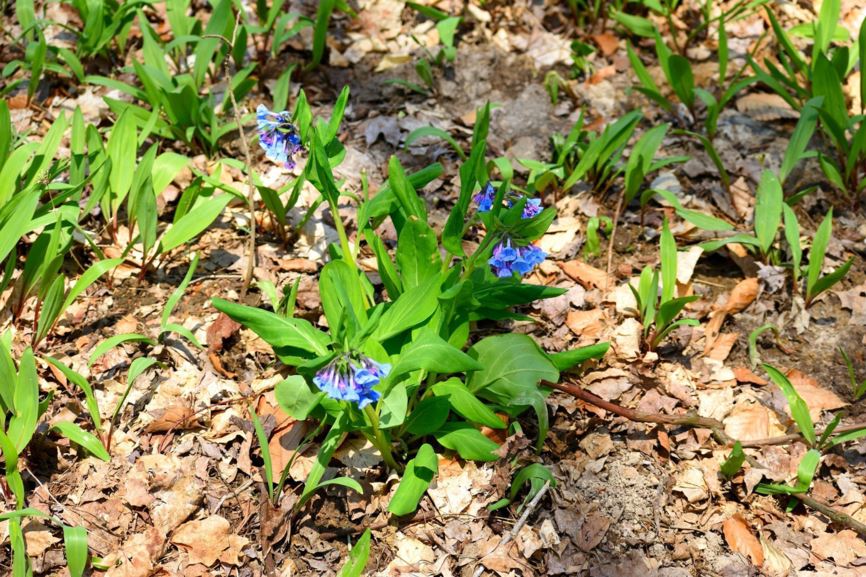 Mertensia virginica - Virginia bluebells, Virginia cowslip
