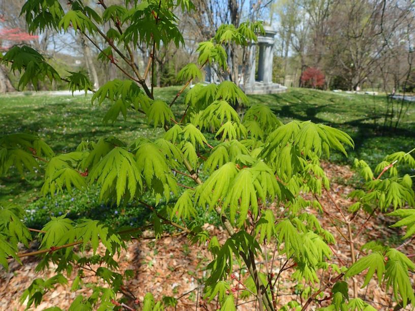 Acer shirasawanum var. tenuifolium - variety of Shirasawa maple