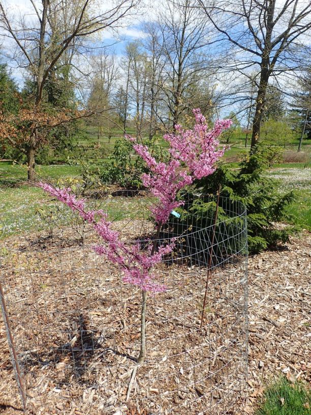 Cercis canadensis 'Alley Cat' - Alley Cat eastern redbud | The Dawes ...