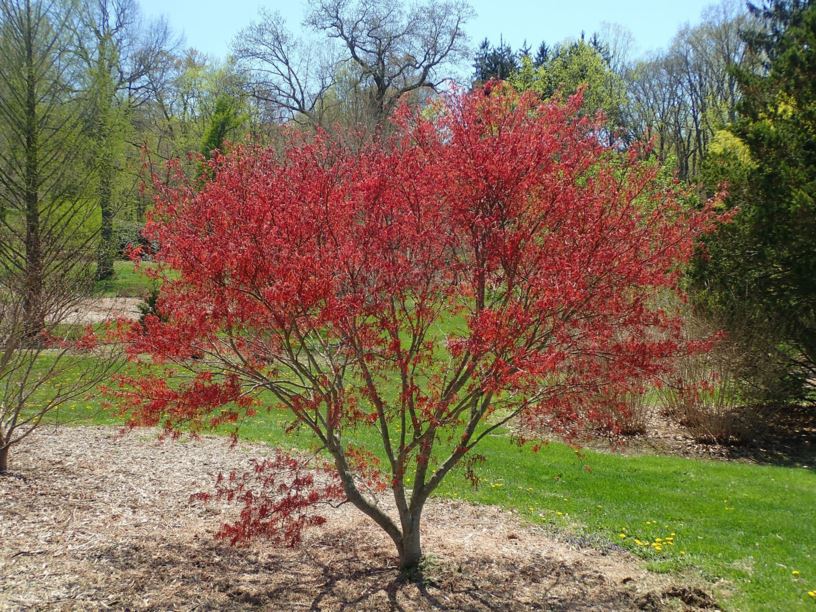 Acer palmatum 'Willow Leaf' - Willow Leaf Japanese maple