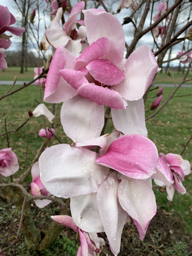 Magnolia 'Felicity' - Felicity magnolia