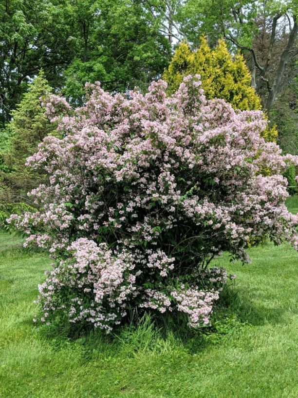 Kolkwitzia amabilis - beautybush | The Dawes Arboretum