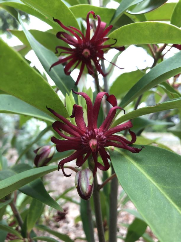 Illicium floridanum - Florida-anise, Florida anisetree
