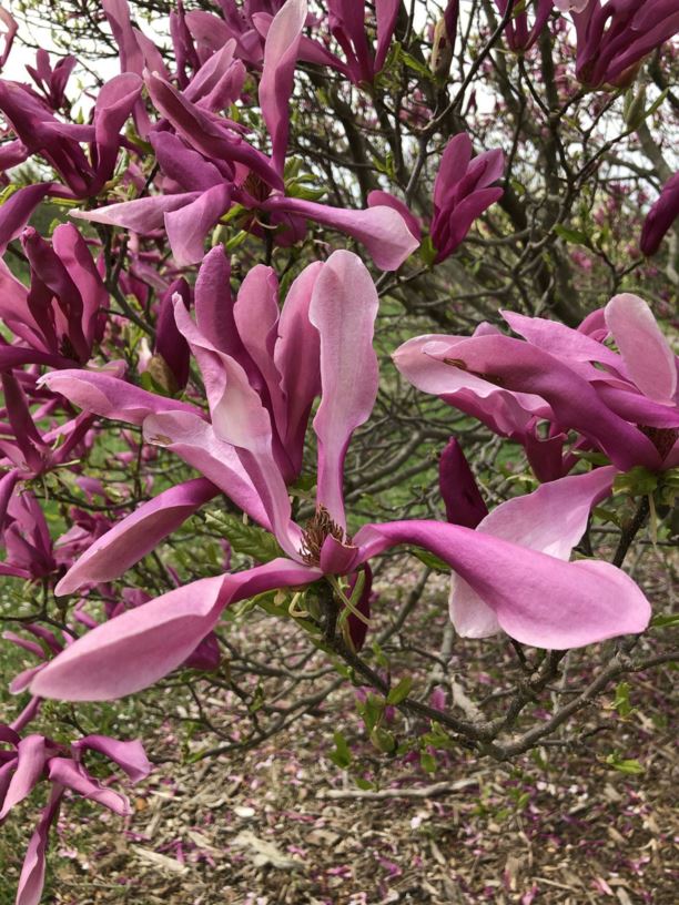 Magnolia 'Susan' - Susan magnolia