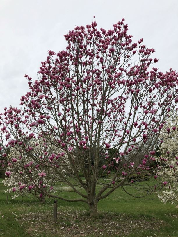 Magnolia 'Spectrum' - Spectrum magnolia