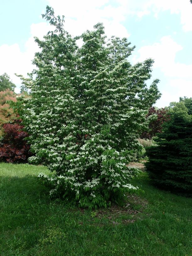 Cornus kousa subsp. chinensis - Chinese kousa dogwood | The Dawes Arboretum