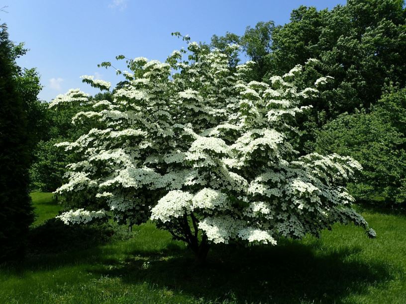 Cornus kousa 'Summer Stars' - Summer Stars kousa dogwood | The Dawes ...