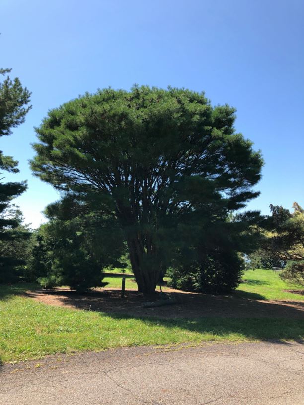 Pinus densiflora 'Umbraculifera' - tanyosho pine, umbrella Japanese red pine