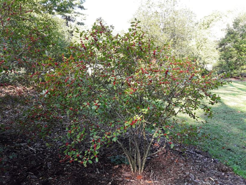 Ilex verticillata 'Sunsplash' - Sunsplash common winterberry