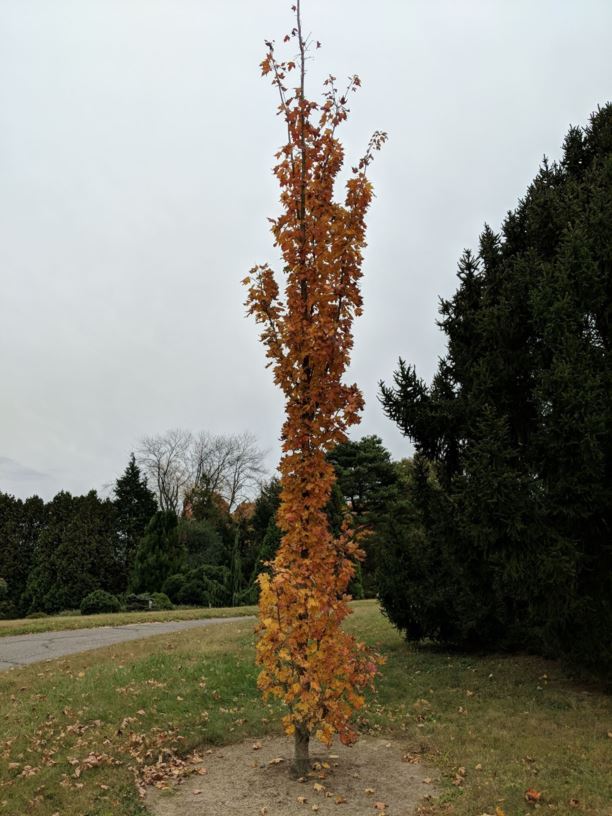 Acer saccharum ‘Newton Sentry’ - Newton Sentry sugar maple | The Dawes