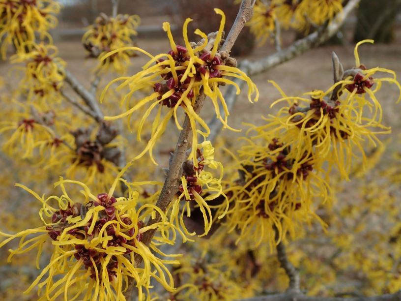 Hamamelis × intermedia 'Allgold' - Allgold hybrid witch-hazel