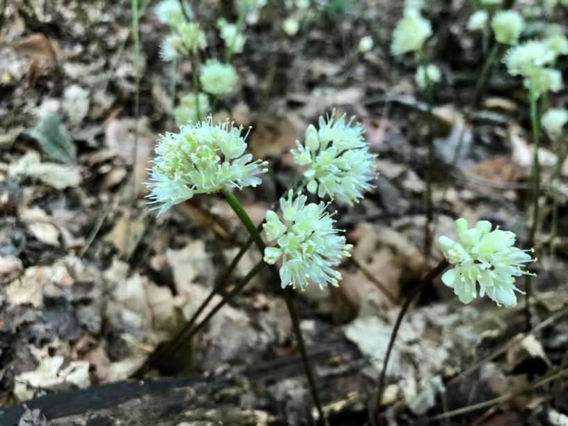Allium tricoccum ramp, wild leek, wood leek The Dawes Arboretum