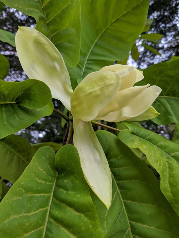 Magnolia fraseri - Fraser magnolia