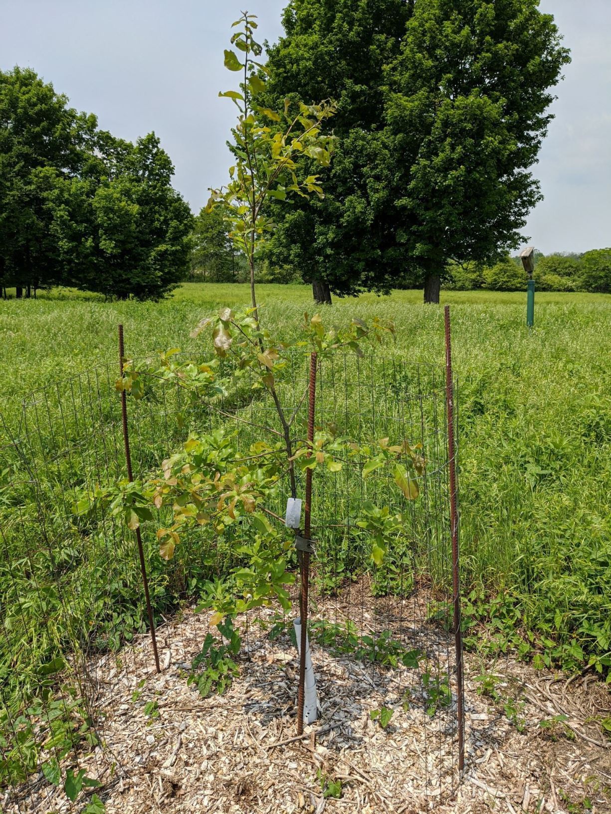 Quercus oglethorpensis - Oglethorpe oak | The Dawes Arboretum