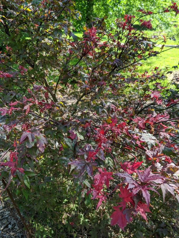 Acer palmatum 'Kasagi yama' - Kasagi yama Japanese maple