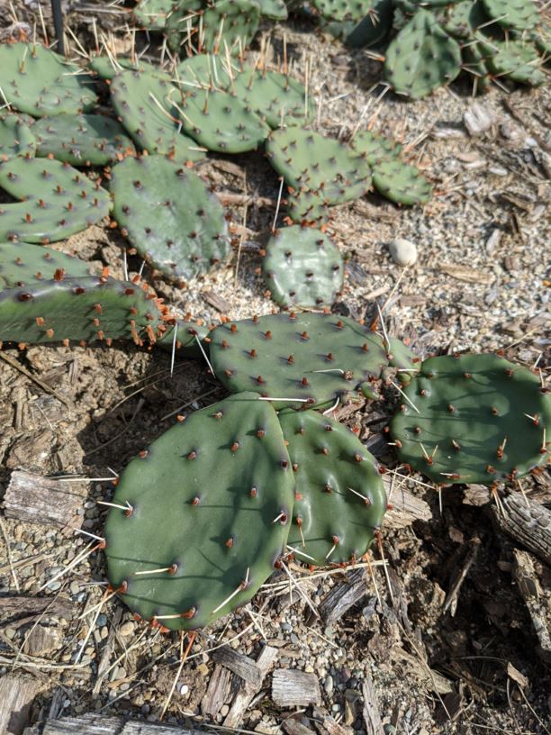 Opuntia humifusa - eastern prickly-pear, devil's-tongue | The Dawes ...