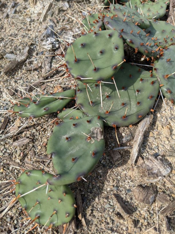 Opuntia Humifusa - Eastern Prickly-pear, Devil's-tongue 