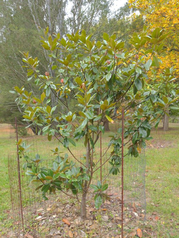 Magnolia grandiflora 'Grovgrand' Spring Grove® - Spring Grove® southern magnolia