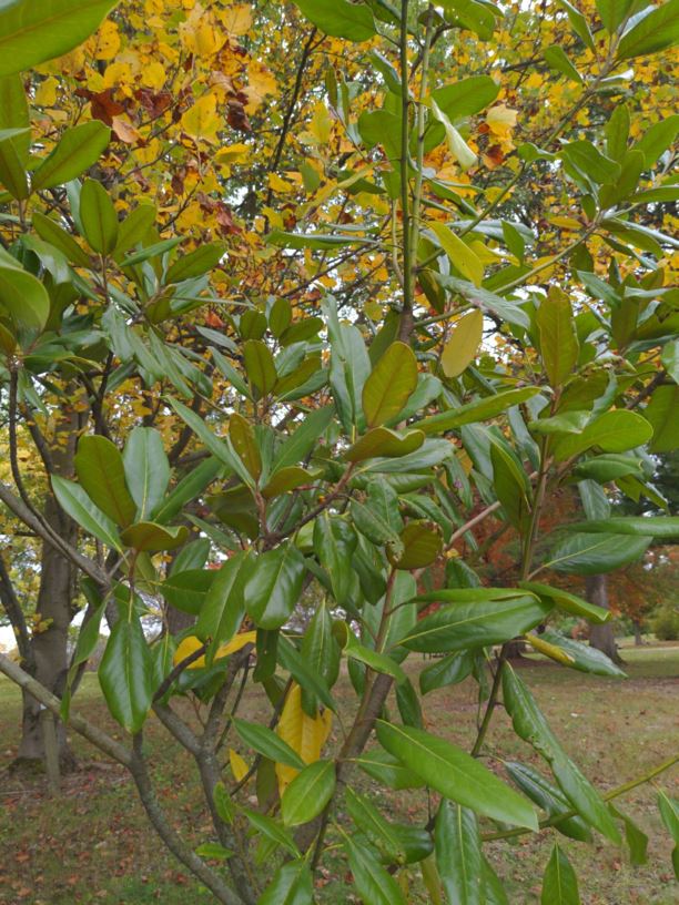 Magnolia grandiflora 'Lakeside Park' - Lakeside Park southern magnolia