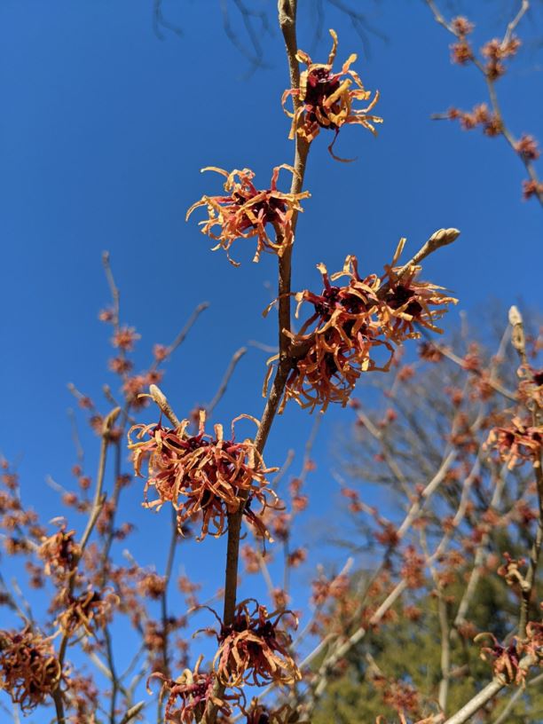 Hamamelis × intermedia 'Strawberries and Cream' Strawberries and