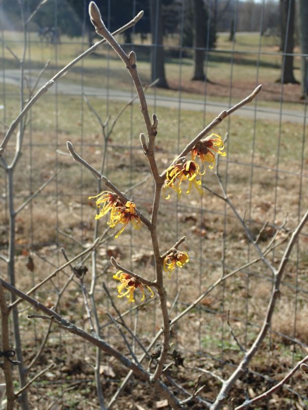 Hamamelis × intermedia 'Wiero' - Wiero hybrid witch-hazel