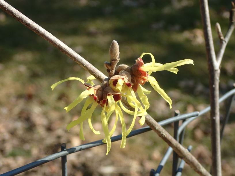 Hamamelis × intermedia 'Sunburst' - Sunburst hybrid witch-hazel