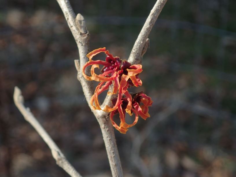 Hamamelis × intermedia 'Frisan' - Friesia hybrid witch-hazel