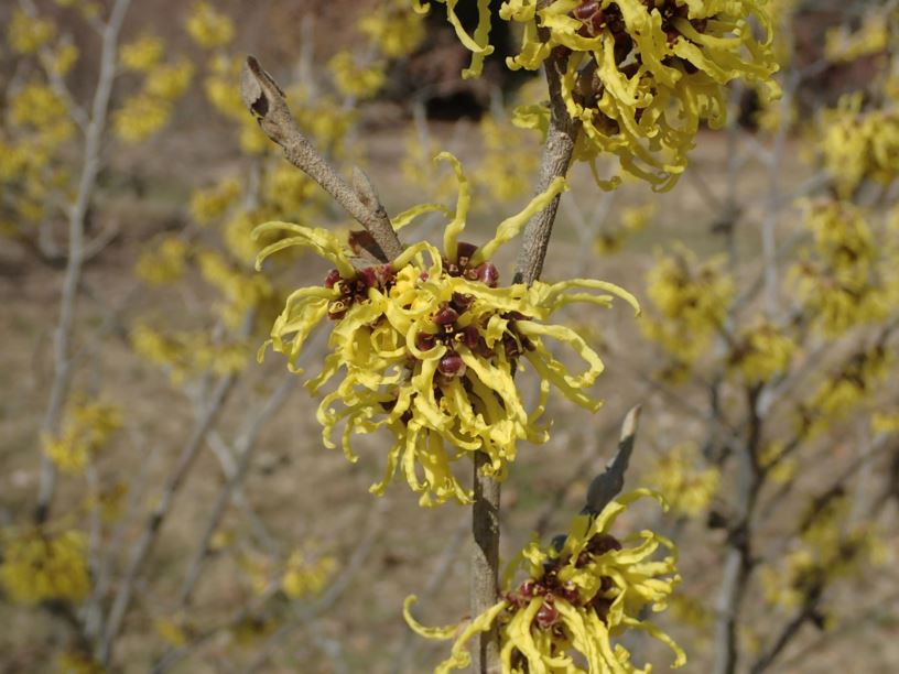 Hamamelis × intermedia 'Zitronenjette' - Zitronenjette hybrid witch-hazel