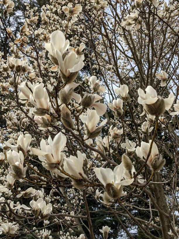 Magnolia biondii - Chinese willow-leaf magnolia