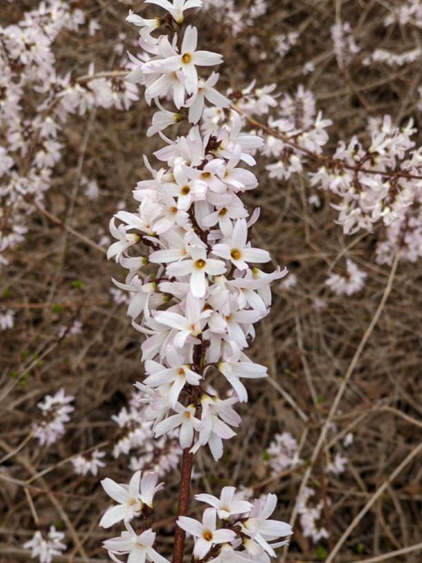 Abeliophyllum distichum Roseum Group - pink-flower Korean abelia-leaf, pink-flower white-forsythia