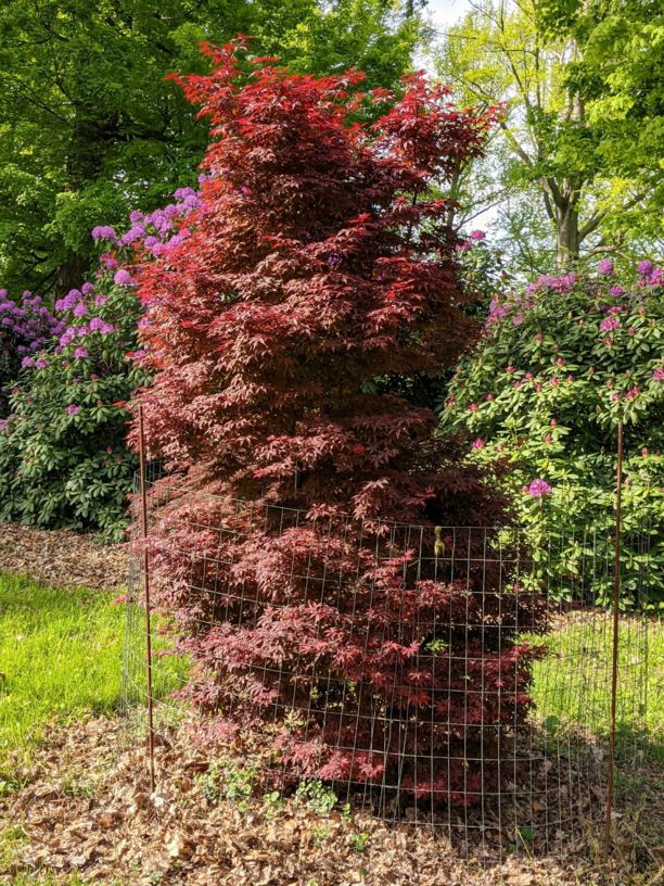 Acer palmatum 'Twombly's Red Sentinel' - Twombly's Red Sentinel Japanese maple