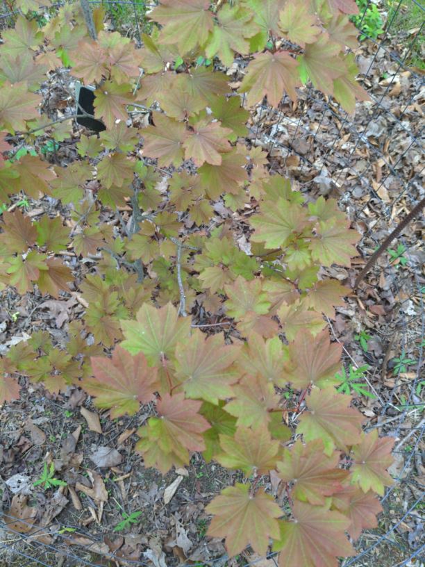 Acer japonicum 'Ruby' - Ruby fullmoon maple