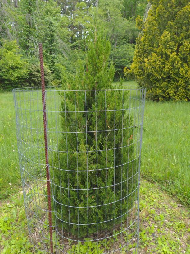 Juniperus virginiana 'Brodie' - Brodie eastern redcedar