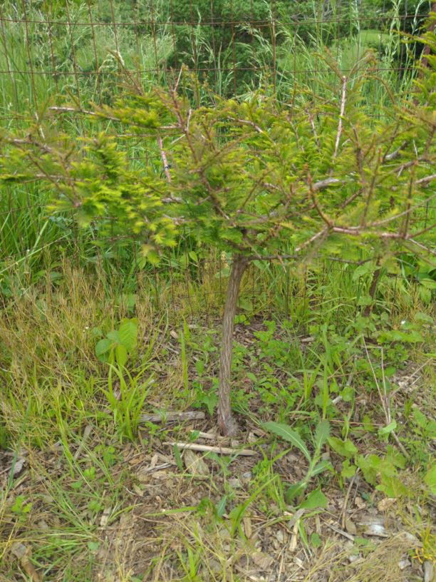 Taxodium distichum 'Hobbit' - Hobbit bald-cypress