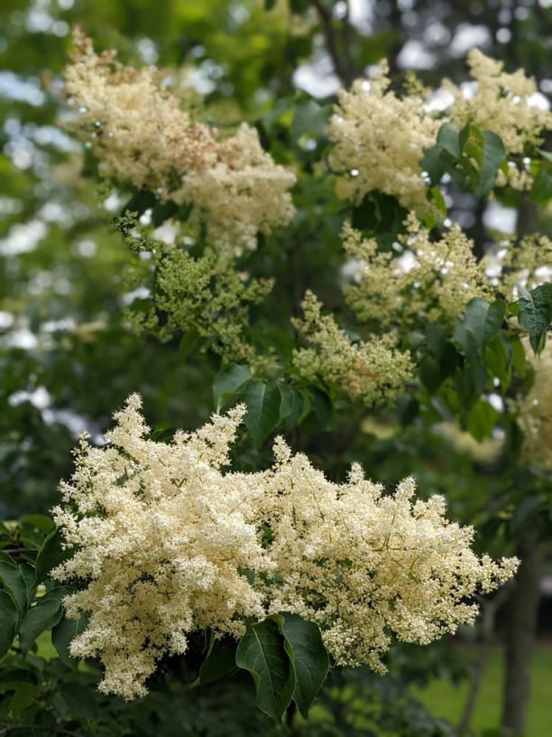 Syringa reticulata 'Golden Eclipse' - Golden Eclipse Japanese tree ...