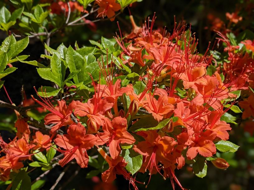 Rhododendron cumberlandense - Cumberland azalea