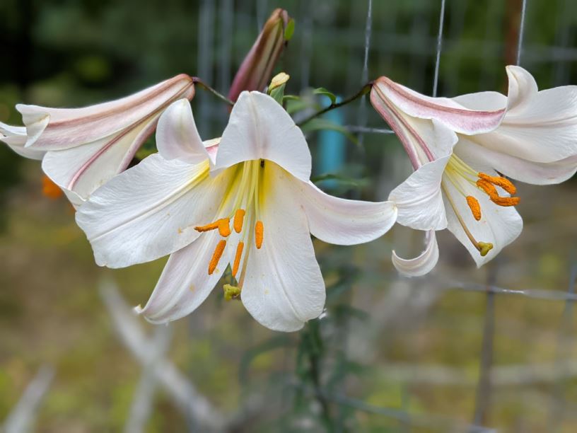 Lilium leucanthum - Chinese white lily