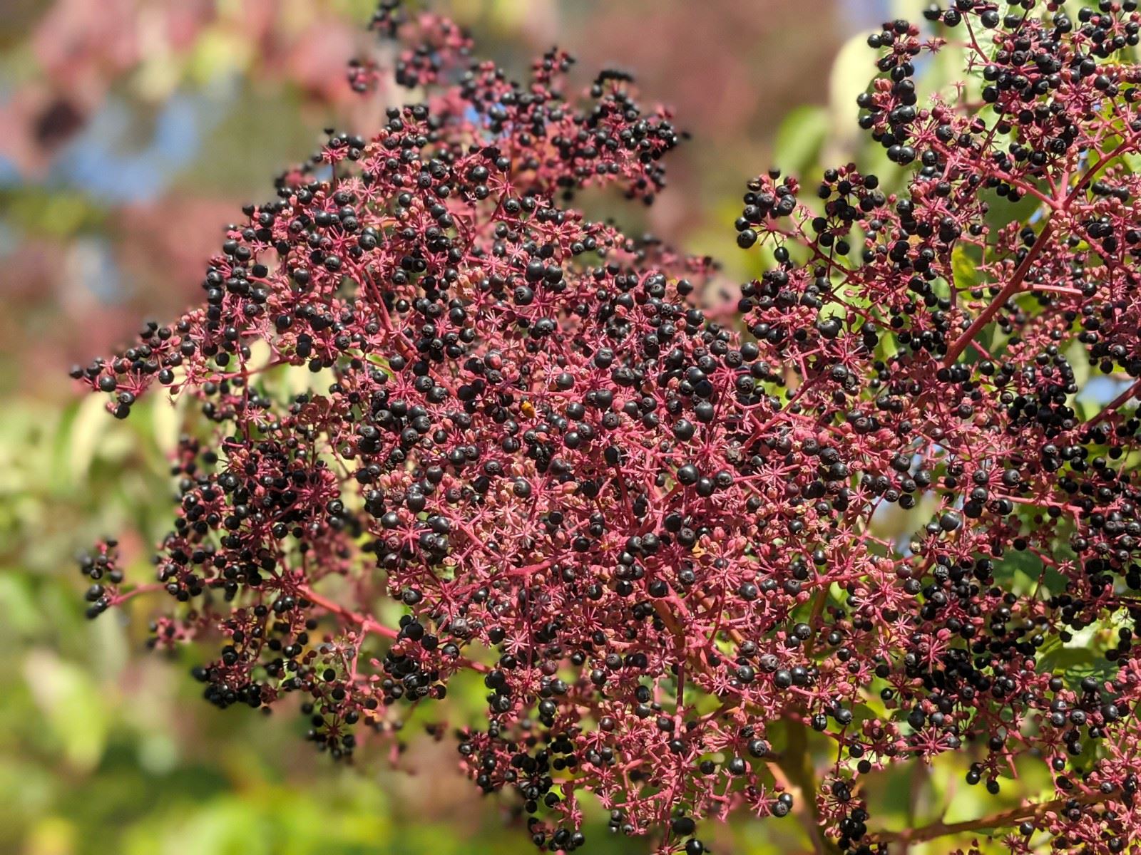 Aralia spinosa devil'swalkingstick, The Dawes