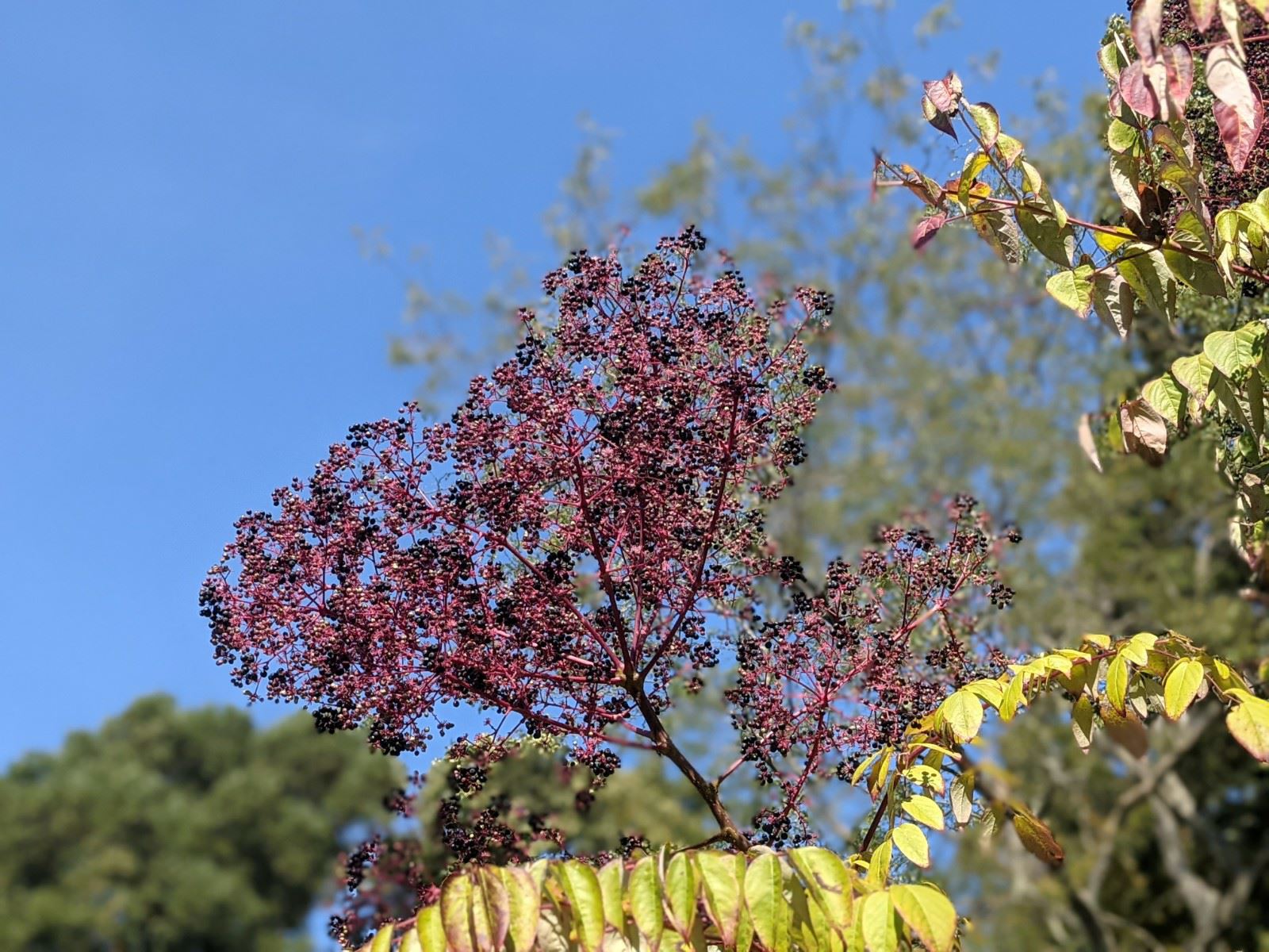 Aralia spinosa devil'swalkingstick, The Dawes Arboretum