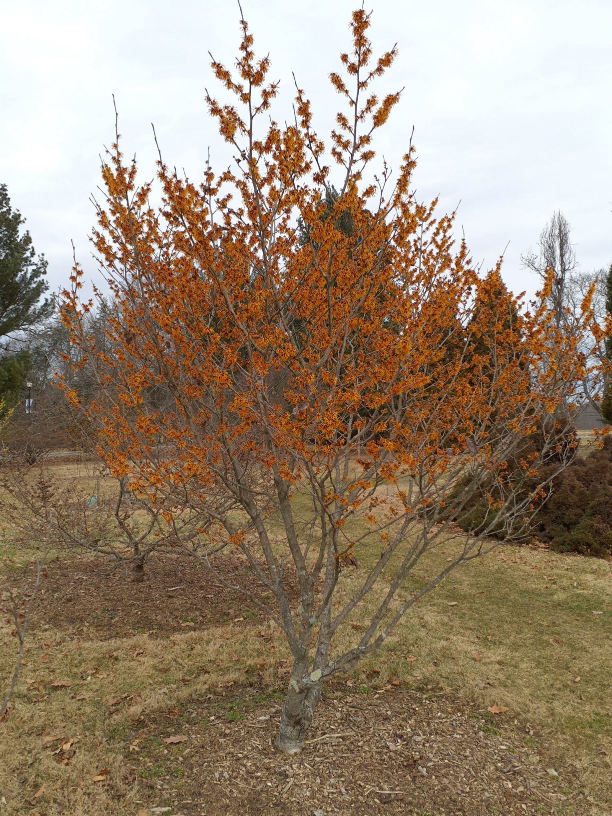 Hamamelis × intermedia 'Orange Peel' - Orange Peel hybrid witch-hazel