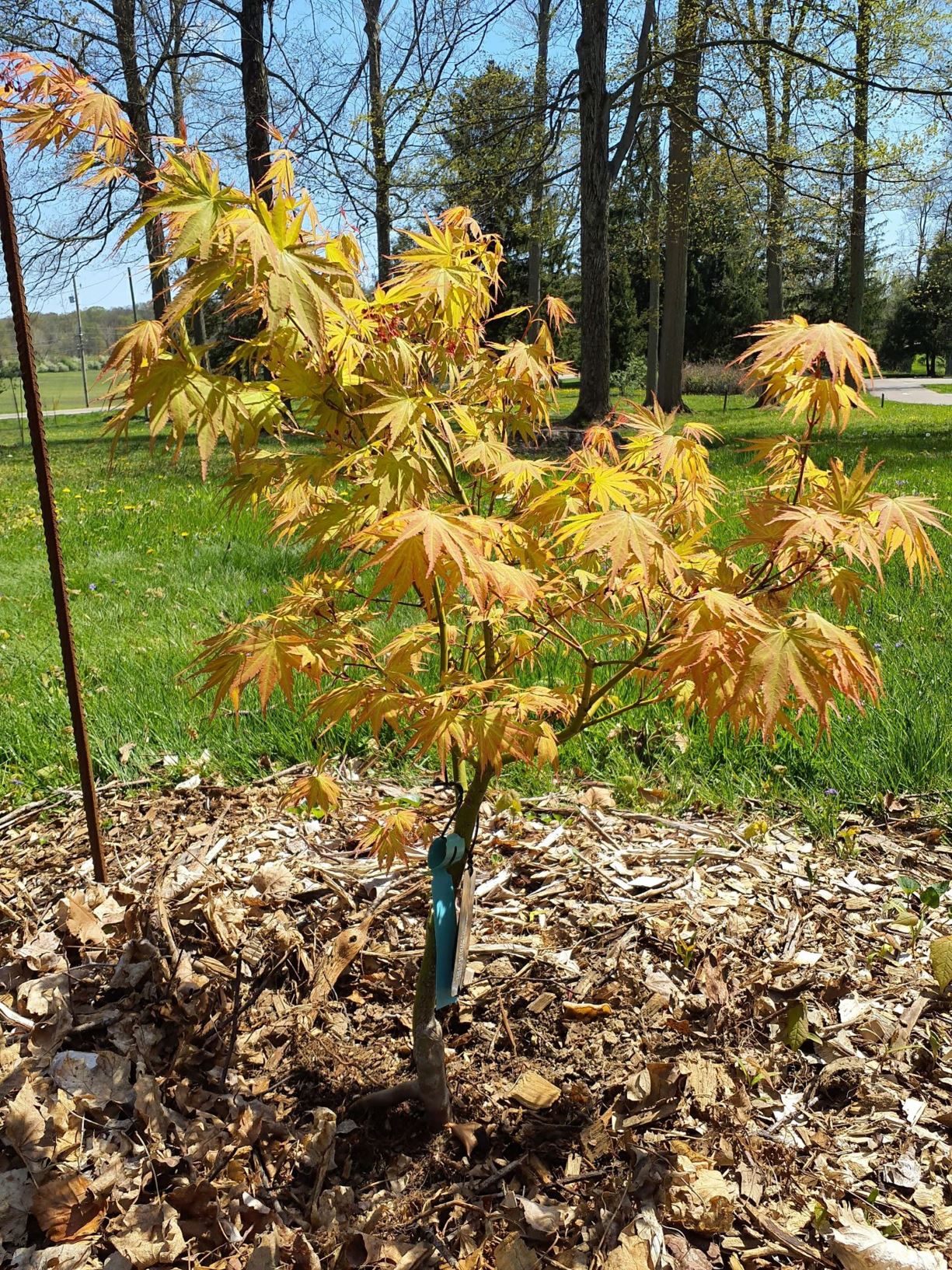 Acer 'Avalanche' - Avalanche maple