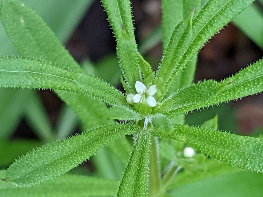 Galium aparine cleavers, catchweed bedstraw, stickywilly The Dawes