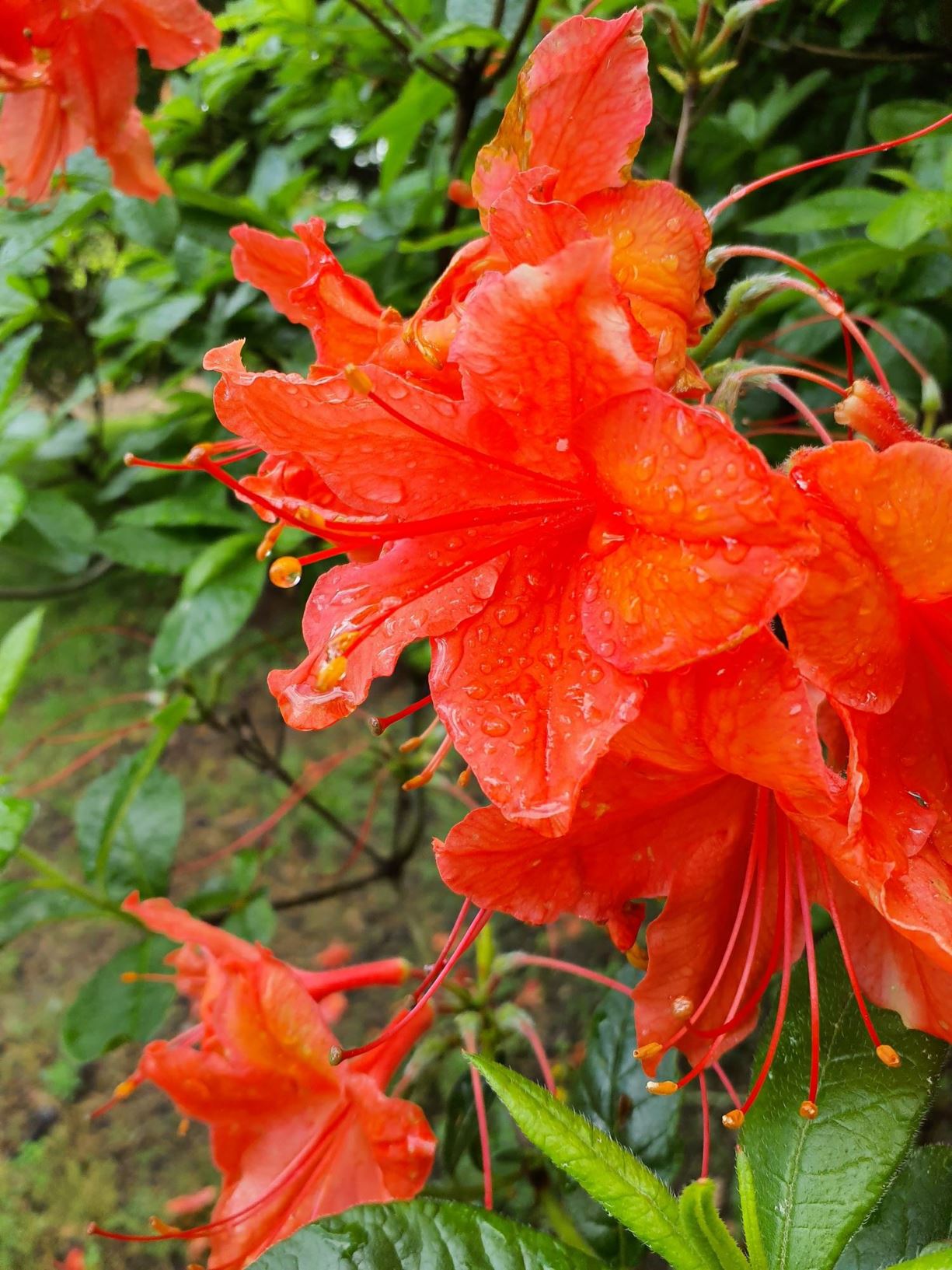 Rhododendron 'Balzac' - Balzac azalea | The Dawes Arboretum